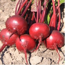 Beetroot - 'Egyptian Flatround'